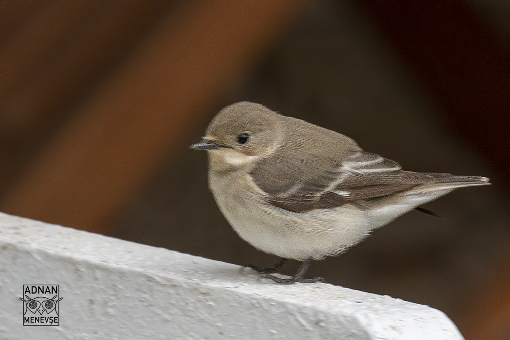 Semicollared Flycatcher